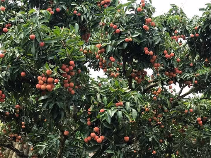 Mùa vụ năm 2017, gia đình anh Hải thu hoạch gần 20 tấn vải. Với giá 50.000 đồng/kg, trừ chi phí và nhân công, gia đình anh thu lãi hàng trăm triệu đồng. Ảnh: FB Nguyễn Hạnh.