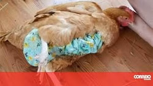Hiện, sản phẩm của Julie có mặt ở khắp 50 bang của nước Mỹ. Mỗi tháng, Julie bán ra từ 500 đến 1.000 chiếc bỉm với giá 18USD (hơn 400.000 đồng)/chiếc. Ảnh: Navva.