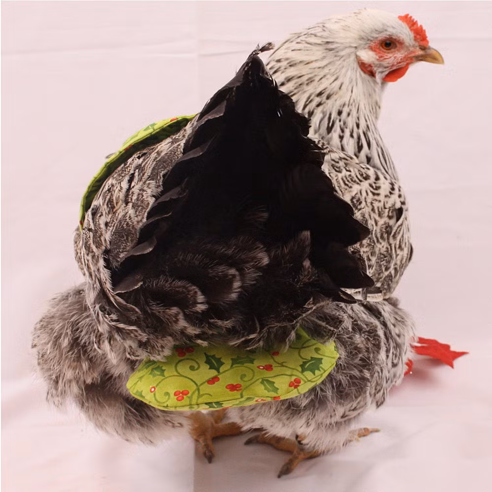 Năm 2010, Julie đã mở một cửa hàng online mang tên Pampered Poultry. Khách hàng của cô cũng chuyển từ cư dân nông thôn sang vùng thành thị. Ảnh: Wokq.