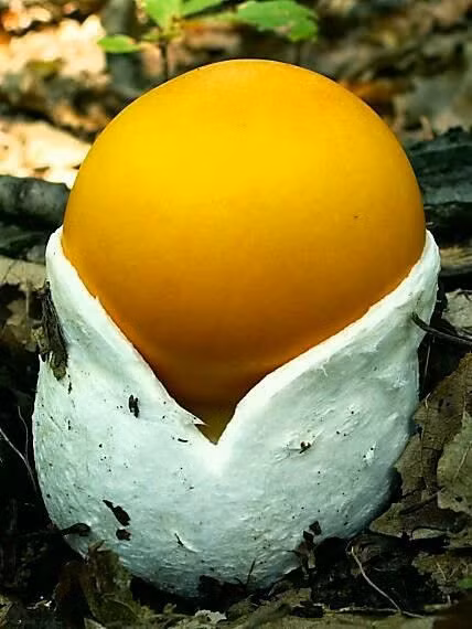 Để mua được nấm César, khách thường phải đặt trước 5-10 ngày. Ảnh: Pinterest.