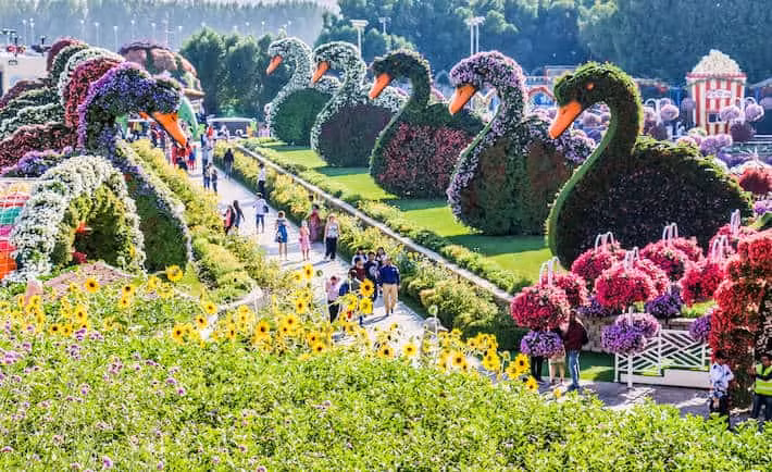 Khu vườn bao gồm nhiều loại hoa quý hiếm tại khu vực Trung Đông như dạ yên thảo, phong lữ...