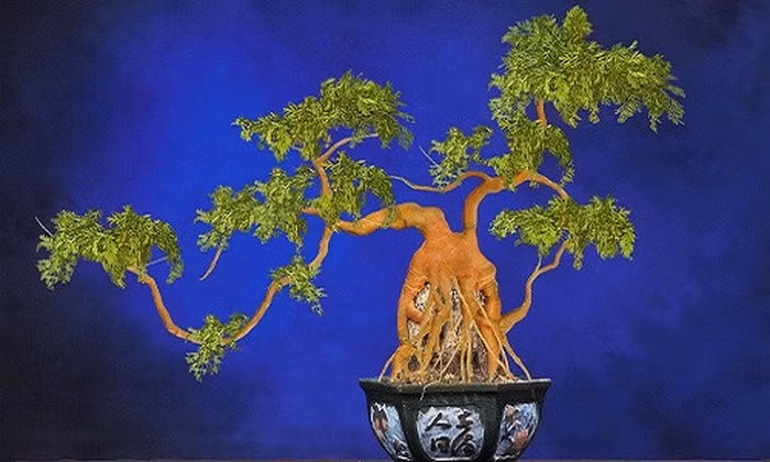 Bonsai cà rốt với tạo hình uốn lượn độc đáo. Ảnh: Lifeofguangzhou.