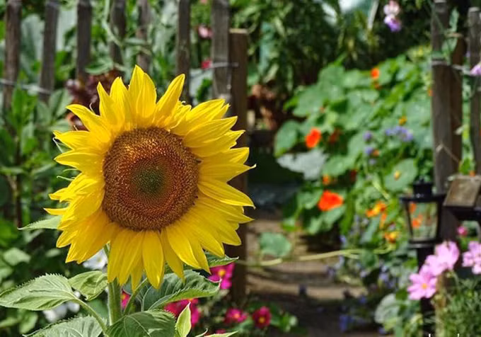 Hàng năm, Arthur lại bổ sung thêm nhiều loại rau và hoa mới.