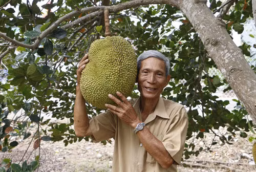 Loại mít không hạt của ông Mẫn được gửi vào các siêu thị bán với giá dao động từ 30.000-50.000 đồng/kg. Ngoài bán mít trái, ông Mẫn còn bán cây giống. Nhờ đó, mỗi năm ông Mãn thu được trên 1 tỷ đồng. Ảnh: Dân Việt.