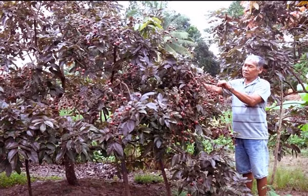 Nhãn tím có giá thị trường là dao động từ 100.000 - 200.000 đồng/kg, gấp 10 lần nhãn thường, nhưng cũng không đủ để bán. Ảnh: Dân Việt.