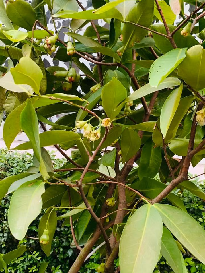 Roi đang đậu quả.