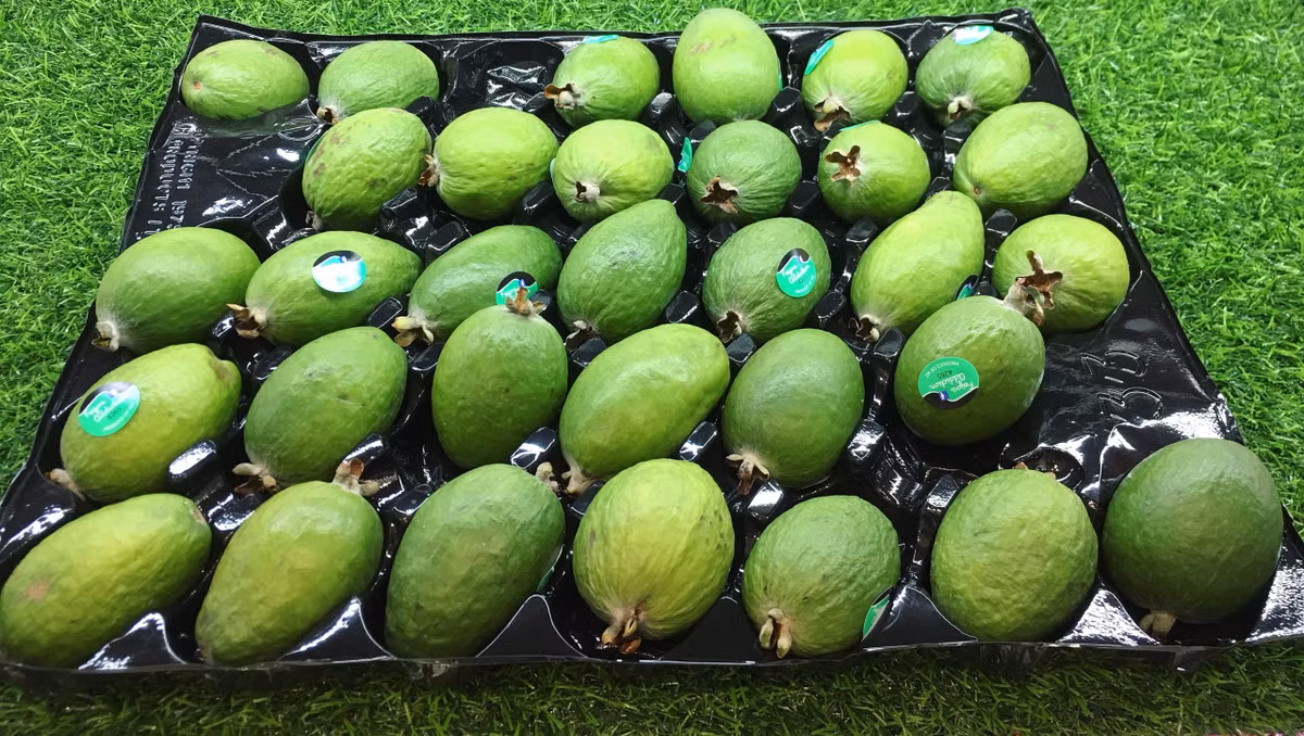 Nếu tính giá trung bình 20.000 đồng/kg thì 1kg ổi dứa New Zealand có giá tương đương với khoảng 40kg ổi đặc sản của Việt Nam. Ảnh: Vietnamnet.
