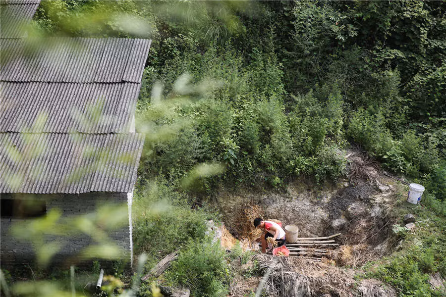 Sau đó, những bó tre được ngâm trong hố nước vôi để đẩy nhanh quá trình phân hủy.