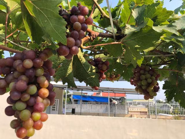 Dù mới trồng từ giữa năm 2018 và mới cho ra quả nhưng chùm nho trên sân thượng nhà chị Nga đều có vị ngọt, ngon và thơm. Ảnh: Dân Việt.