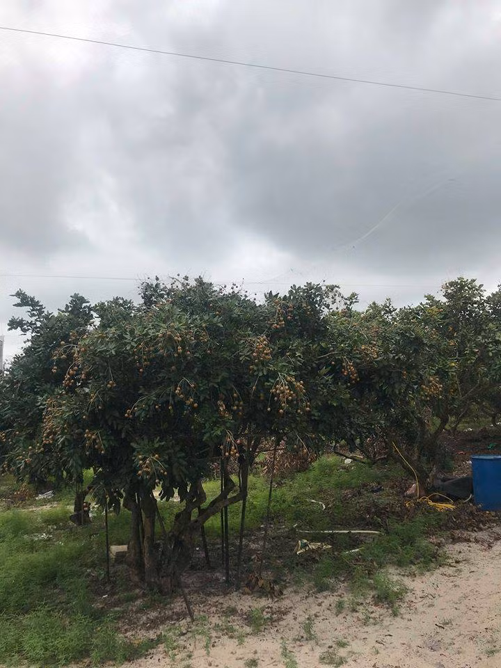Nhãn bắp cải có ưu điểm ngọt tự nhiên, hình dáng to và trong hơn các nhãn khác. Bên trong lớp vỏ mỏng là phần cơm vàng nhạt, dày dặn và thơm lừng. Ảnh: Thương Trường.