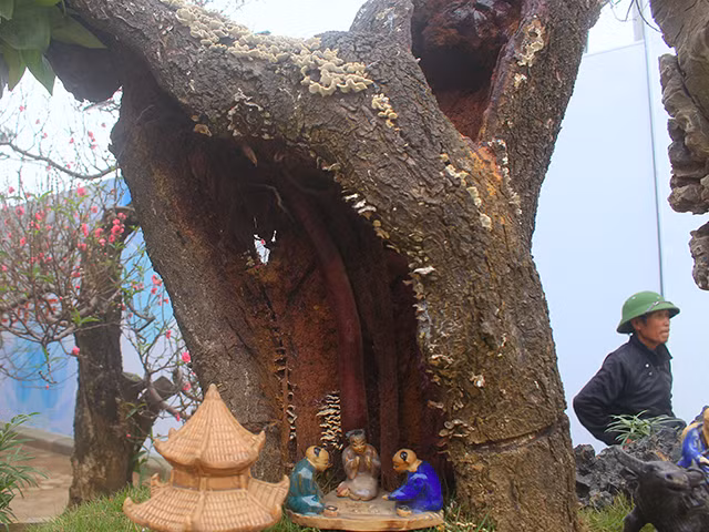 Năm nay, những cây đào rừng thân mục, rỗng nhưng có thế rất đẹp cũng thu hút nhiều khách bởi sự độc, lạ. Ảnh: Dân Việt.