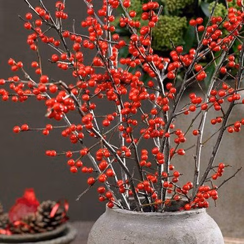 Mặc dù đã xuất hiện trên thị trường cây cảnh Việt Nam cách đây gần chục năm nhưng khoảng 2 - 3 năm gần đây thú chơi đào đông đỏ nhập khẩu mới trở nên rầm rộ. Ảnh: Facebook.