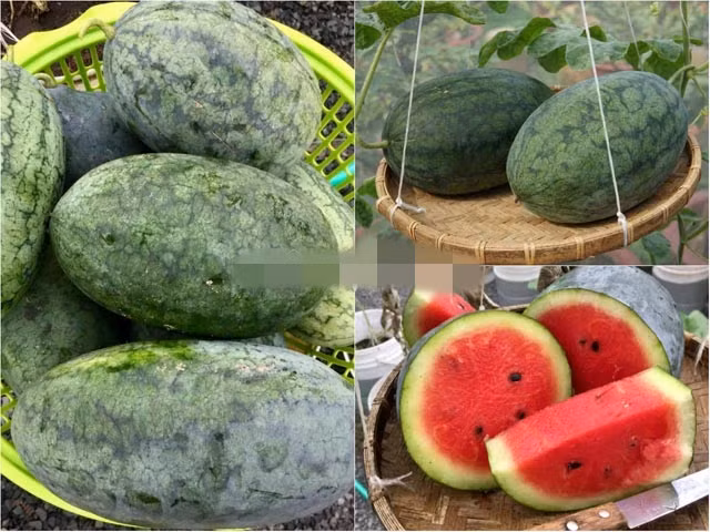 Không chỉ trồng thành công dưa lưới, anh Thuyên còn tiếp tục mày mò và tự trồng thành công dưa hấu trên sân thượng. Ảnh: Dân Việt.