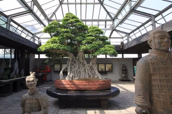 Không chỉ ở Việt Nam, bảo tàng Crespi Bonsai Museum (Italy) cũng có một cây đa bonsai với tuổi thọ ước tính 1.000 năm tuổi. Ảnh: Oldest.