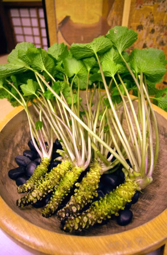 Củ cải ngựa Nhật Bản (hay wasabi) được xem là loại rau đắt nhất trồng ở vùng nông thôn. Ảnh: Hewel.