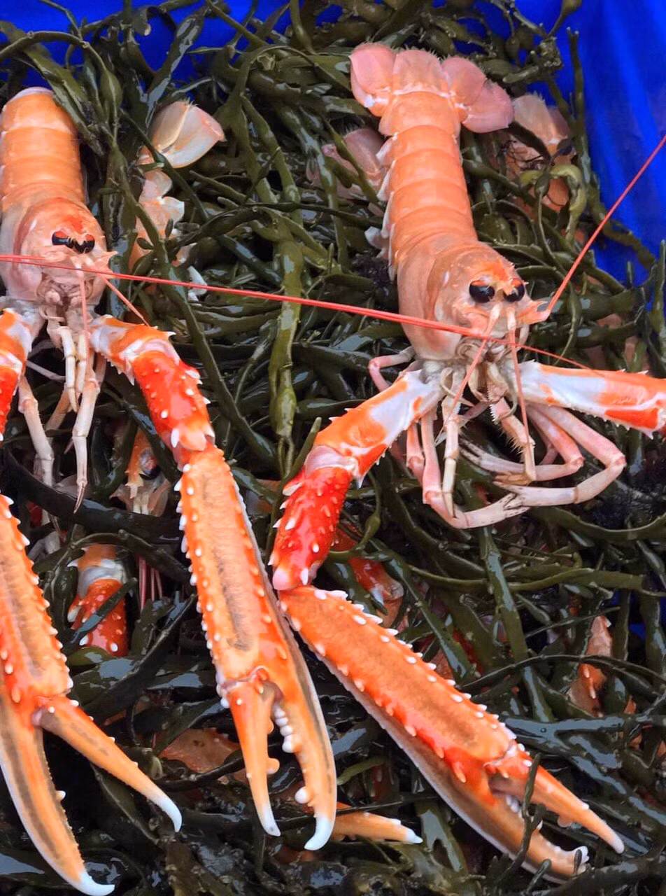Tôm càng đỏ hình dáng bên ngoài nhìn dữ tợn, sắc bén với cặp càng dài gai xù xì. Ảnh: Haisanhoanglong.