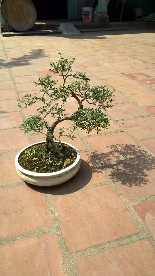 Chậu bạch tuyết mai mini cao 40cm đẹp mắt với đường thân điệu đà. Ảnh: FB Nguyen Đức Bonsai.