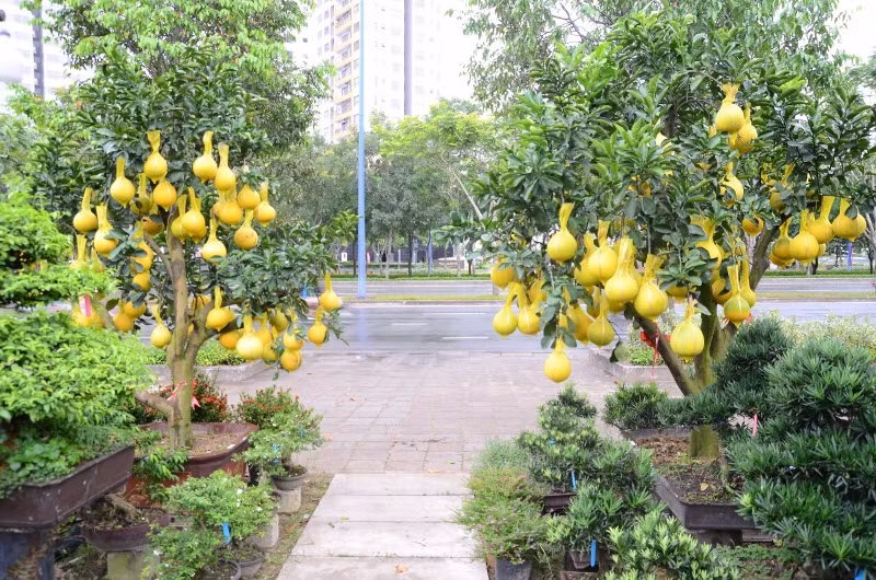 Còn khoảng 1 tháng nữa là đến Tết Nguyên đán Kỷ Hợi 2019, những ngày này, không khí Tết đã tràn ngập khắp TP HCM. Trên đại lộ Mai Chí Thọ, hướng về hầm vượt sông Sài Gòn, hàng trăm cây bưởi Tết gần 70 triệu đồng một cây trĩu quả vàng rực đang được trưng bày.