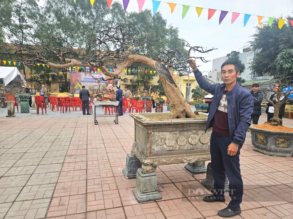 Cay mai vang co thu gan 100 tuoi, tra 500 trieu chua ban