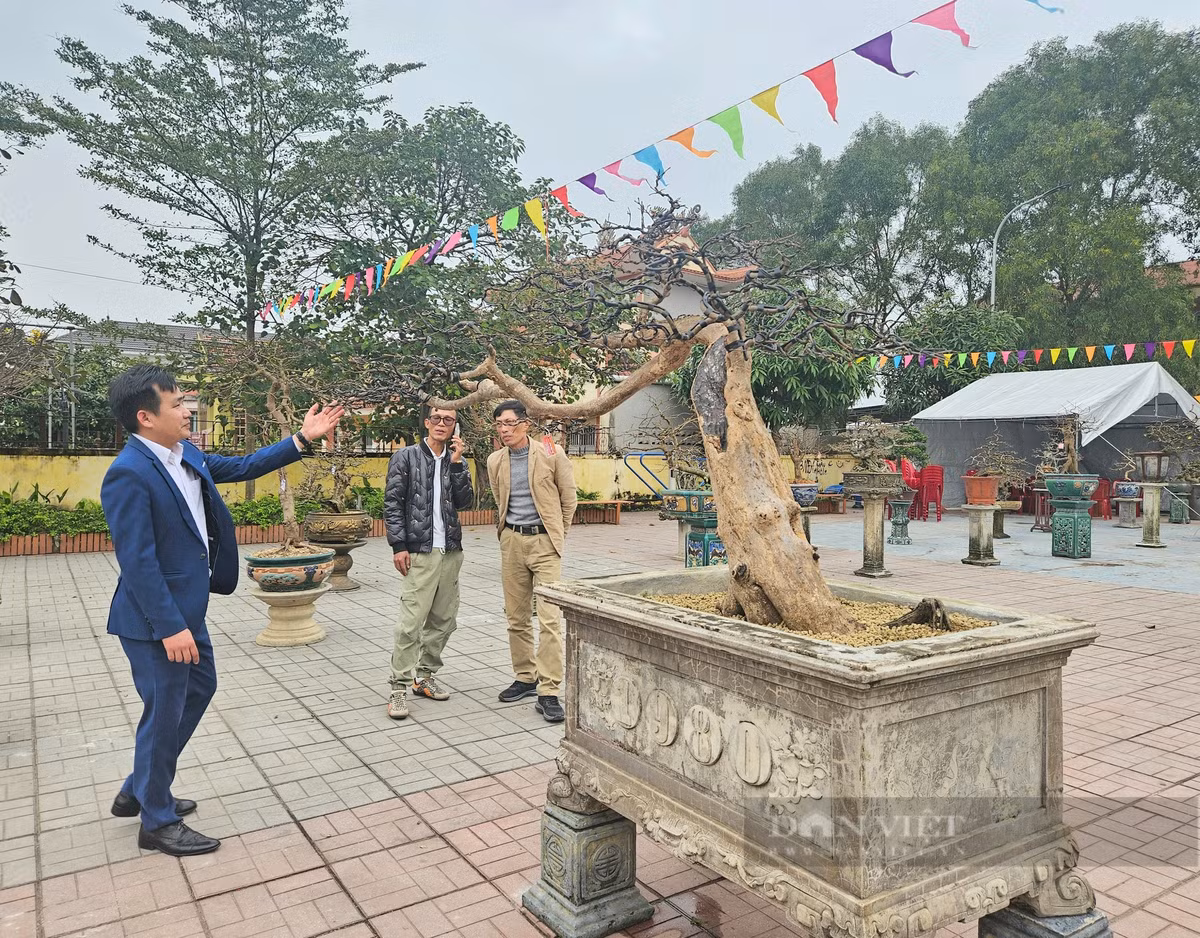 Cay mai vang co thu gan 100 tuoi, tra 500 trieu chua ban-Hinh-4