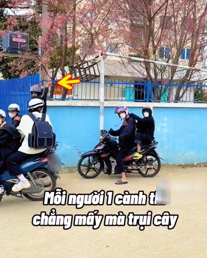 Trước đó từng có đoạn clip ghi lại cảnh nhóm thanh niên bẻ trộm cành mai anh đào ở Đà Lạt cũng gây bức xúc không kém.