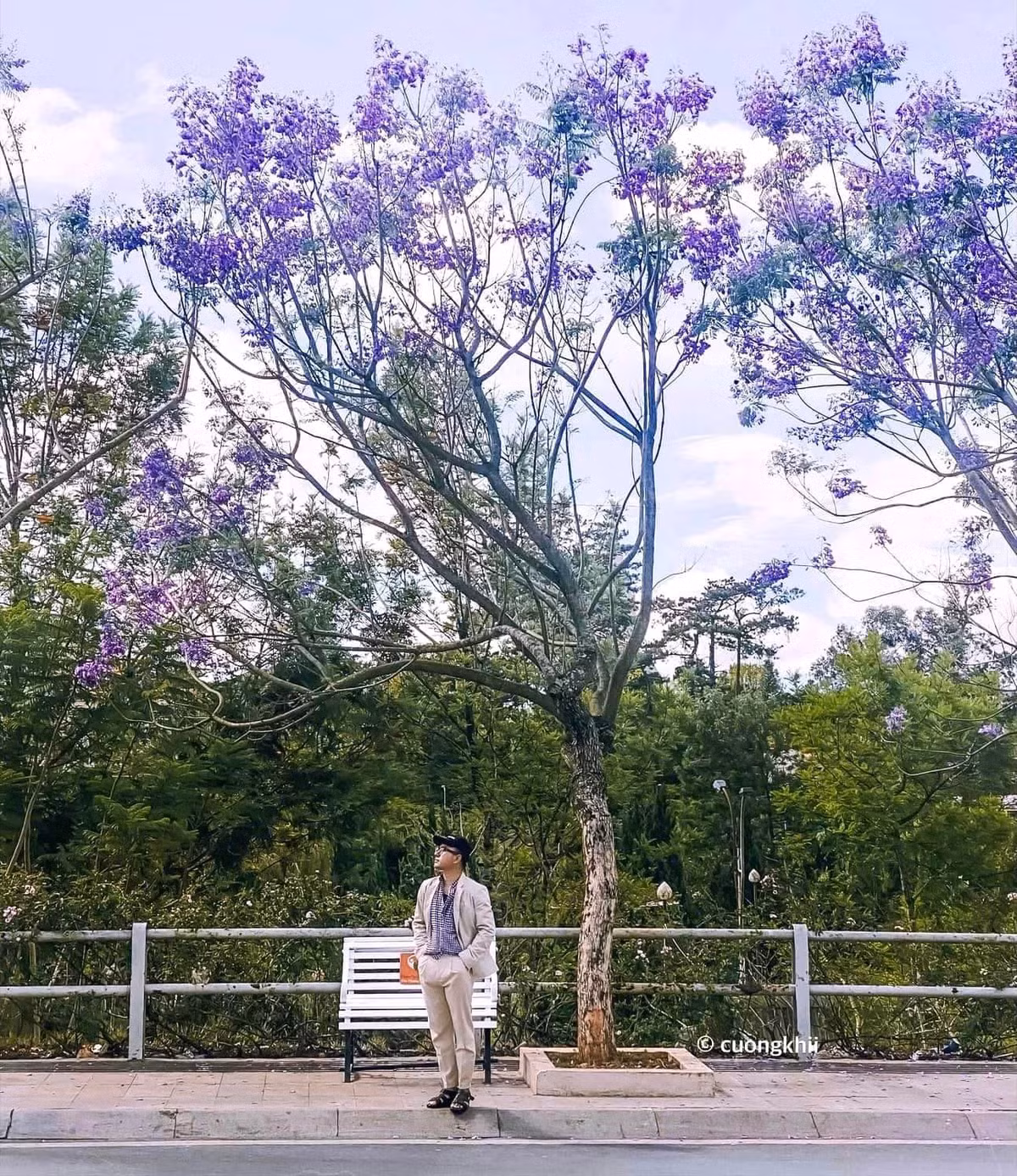 Phượng tím gắn liền với Đà Lạt càng tạo nên vẻ đẹp nên thơ, mộng mơ. Đồng thời, hoa phượng tím cũng là một trong những dấu hiệu báo mùa hè đang về. Ảnh: Cường Quốc Phạm
