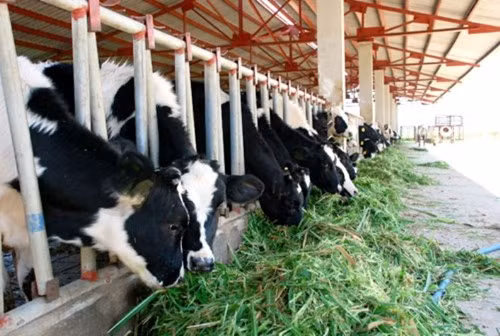 Người giàu thứ hai sàn chứng khoán Việt Nam cũng tiết lộ kế hoạch đầu tư chăn nuôi bò tính riêng tại Gia Lai ước tính cần 4.000 tỷ đồng, chưa kể tại Lào và Campuchia. Vốn đầu tư giai đoạn một trong năm 2014-2015 là 3.100 tỷ đồng trong tổng số hơn 6.300 tỷ đồng.
