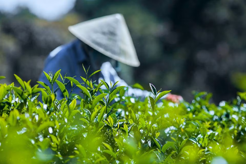 Hiện, công ty Hà Linh đang sở hữu khoảng 200 hecta chè Oolong tại xã Xuân Trường, TP Đà Lạt - vùng chè nổi tiếng của tỉnh Lâm Đồng.