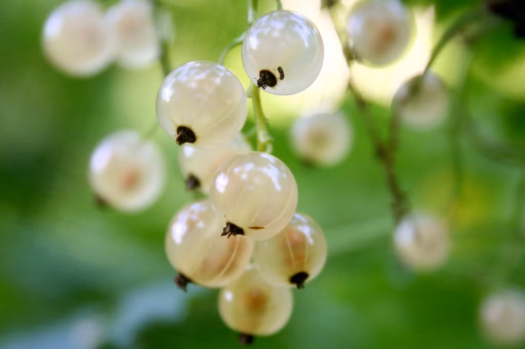Khảo sát trên các trang mạng bán hàng online, giá mỗi hộp quả currant dao động từ 3-4 USD (khoảng 65.000 -85.000 đồng/hộp150g). Mức giá không quá đắt, trong khi chúng được xách tay về Việt Nam với giá 2 triệu đồng/kg.