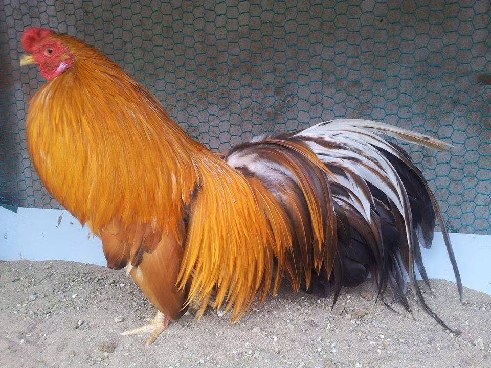 Tiêu chuẩn một chú gà đẹp, có giá trị là mặt cân đối, mào hài hòa với đầu, đuôi đủ 3 lớp chếch lên 30 độ, bờm cổ đẹp, sắc lông bóng khỏe, thân ngực rộng, lông phủ kín ôm sát thân, cánh không dài qua thân, chân cân đối, chân không xanh.