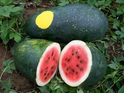 Dưa hấu trăng sao độc lạ khiến bà nội trợ phát “sốt“ - Hình 4 Dua hau trang sao doc la khien ba noi tro phat “sot“-Hinh-4