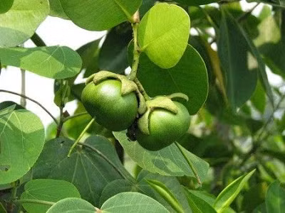 Năm 2012, cơn sốt mua lá, cành, thân cây bần khiến không ít người đổ xô đi thu mua loại cây này. Vùng Cần Thơ, Bạc Liêu, người dân từng mua thân bần ổi giá 10.000 đồng/kg, lá bần ổi cũng 15.000 đồng/kg.