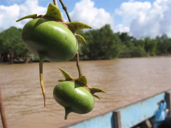 Trái bần chín thì được dùng để nấu canh chua, kho chung với cá, nấu lẩu đậm đà.