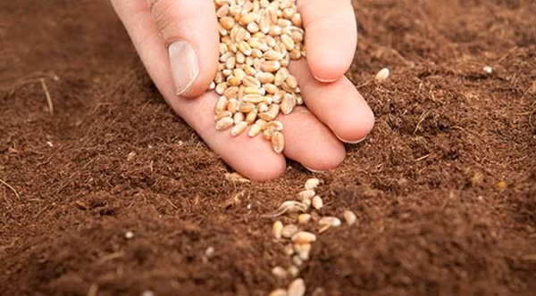 Rắc hạt giống rau thơm lên mặt đất, phủ lớp đất nhẹ, mỏng lên trên hạt. Sau đó, bạn tưới nước ẩm nhẹ nhàng để hạt nảy mầm. Hầu hết các loại rau thơm cần từ 14 – 16 tiếng có ánh sáng mỗi ngày để sinh trưởng.