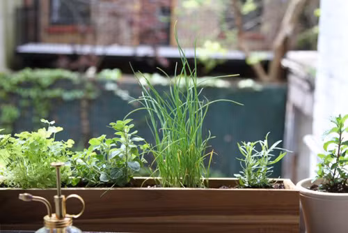 Nếu trồng nhiều cây giống chung một chậu, khoảng cách tối thiểu giữa mỗi cây từ 5 - 6 cm để đảm bảo đủ không gian khi cây trưởng thành. Bạn nên thường xuyên tỉa lá, ngọn của rau thơm để chúng nhanh phát triển thêm.