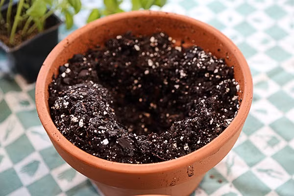 Sử dụng đất sạch đã được xử lý (mua ở các cửa hiệu bán đất trồng hoặc mua hàng online) để trồng rau thơm. Không sử dụng đất chưa qua xử lý bởi những loại đất đó có thể chứa ký sinh trùng mà bạn có thể nhiễm khi ăn rau sống.
