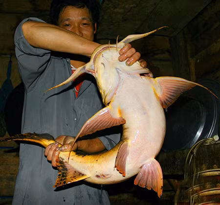 Những con cá nặng tới 20kg được bán với giá trên chục triệu đồng.