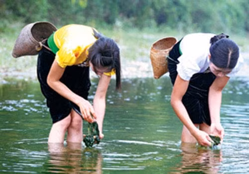 Hình ảnh thiếu nữ thu hoạch đặc sản rêu đá ngoài suối.