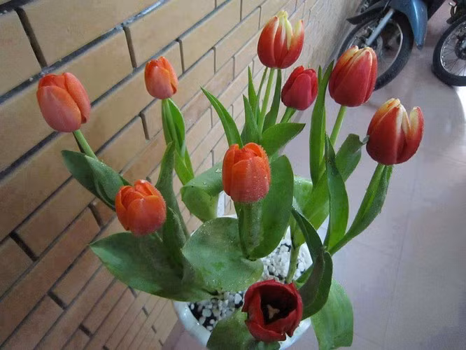Cây Tulip chịu được giá lạnh mùa đông, khi trưởng thành cho những bông hoa to, với nhiều màu sắc đẹp vào mùa xuân. Đường kính hoa từ 4-8cm. Chiều cao thân cây từ 15-60cm.