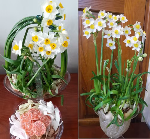 Thông thường, mỗi chậu thủy tiên có từ 3-4 củ. Sau khoảng 6 tuần chúng có thể ra hoa nếu bạn chăm sóc tốt. Thủy tiên cần nguồn nước sạch để sinh trưởng.