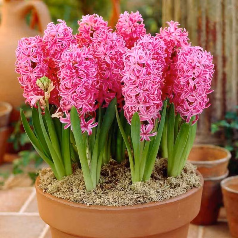 Trồng củ tiên ông phát triển có lá, sau đó phải mất thêm ít nhất 3-4 tháng để cây ra hoa. 