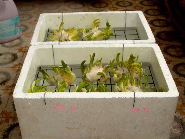 Những thân cây tròn xanh mập mạp, xanh mướt mắt vươn lên mạnh mẽ chỉ sau vài tuần lễ.
