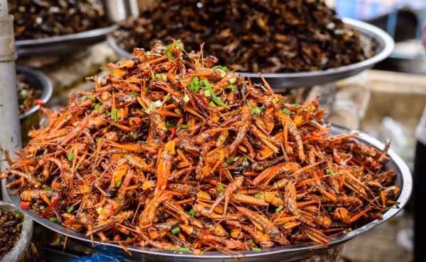 Châu chấu là loài côn trùng gây hại cho cây trồng nhưng cũng là 1 loại thức ăn được "chuộng".