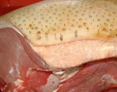 Lợn có chất siêu nạc sẽ có da căng, trương mỏng, có cảm giác như ứ nước bên trong. Trên da lợn còn xuất hiện đốm đỏ. Lớp mỡ của lợn ăn hóa chất siêu nạc rất mỏng, độ dày chưa đến 1cm, trong khi lớp mỡ của thịt lợn bình thường khoảng 1,5 - 2cm.