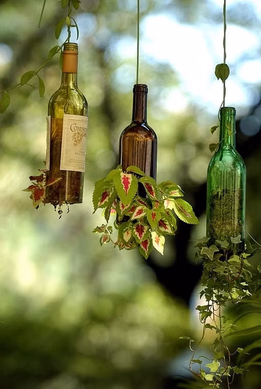 Trồng cây vào những chiếc chai để làm đẹp sân vườn.