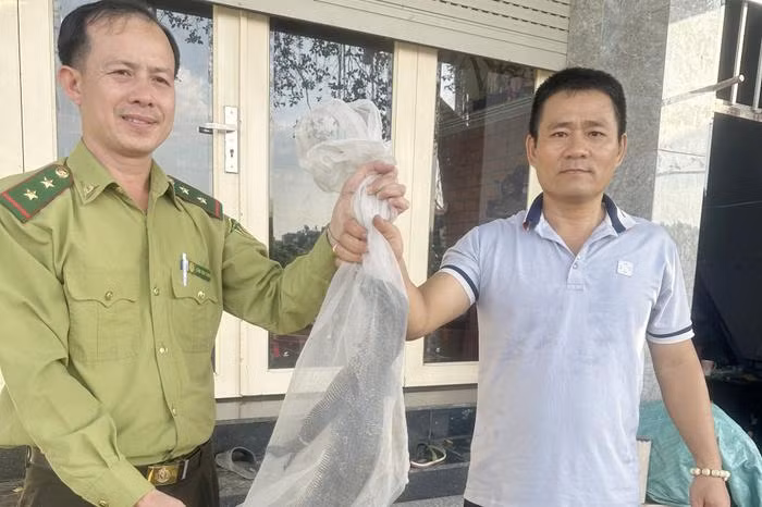 Ông Hà phát hiện con kỳ đà nằm gần bờ kênh trước nhà và quyết định giữ lại nó để đảm bảo an toàn. Sau đó, ông Hà đã thông báo cho cơ quan kiểm lâm và giao nộp con vật.