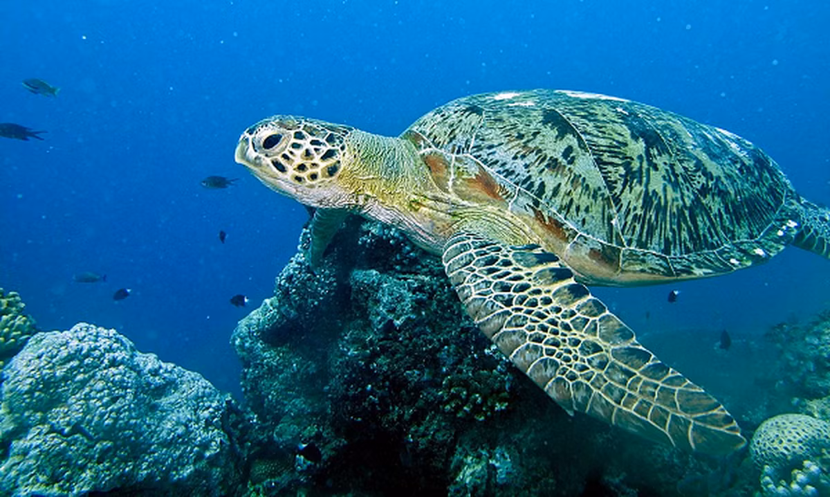 Rùa xanh (tên khoa học Chelonia mydas), đây là loài động vật thuộc Sách Đỏ của Tổ chức Bảo tồn thiên nhiên thế giới (IUCN) và Sách Đỏ Việt Nam, là loài quý hiếm, nguy cấp, được ưu tiên bảo vệ.