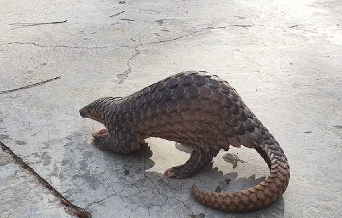 Với bộ móng vuốt dài, chúng có thể dễ dàng đào vào những tổ kiến và mối. Sau đó tuyến nước bọt sẽ tiết chất nhờn để lưỡi dính con mồi và đưa vào miệng.
