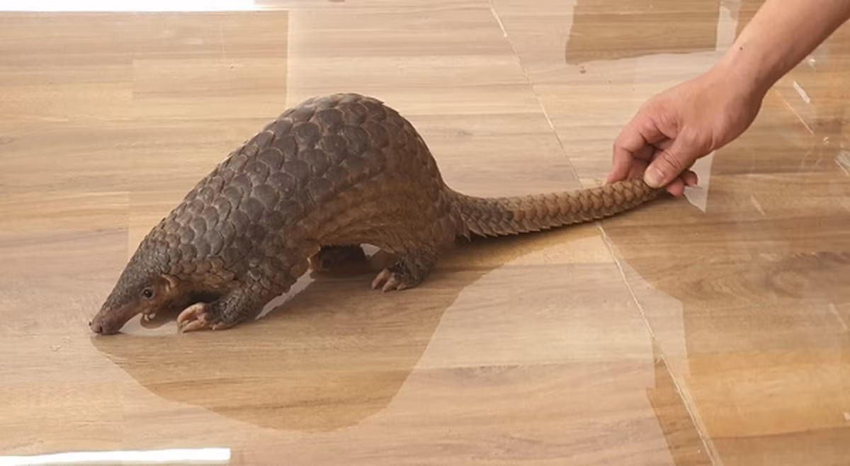 Tê tê vàng là một sinh vật khá kín đáo, di chuyển chậm và sống về đêm. Chúng sống ở trong hang và cuộn tròn khi ngủ vào ban ngày. Thức ăn chủ yếu của tê tê vàng là các loại côn trùng như kiến, mối và các loại côn trùng không xương sống như ong, dế…