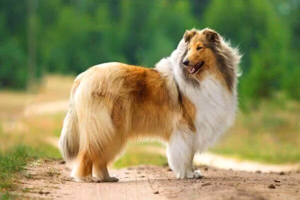 8. Rough Collie: Xuất xứ từ Scotland, Rough Collie có bộ lông dài quý phái. Chúng hiền hòa, trung thành, và thích hợp cho gia đình, nhất là với trẻ em.